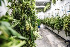 Everything You Need to Know About the Cannabis Curing Process