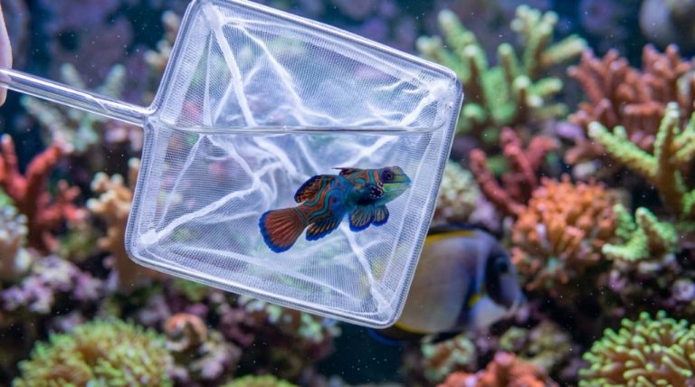 How to Protect Delicate Fish with a Safe Net