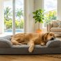 Golden retriever relaxing on cooling orthopedic dog bed in sunny room.